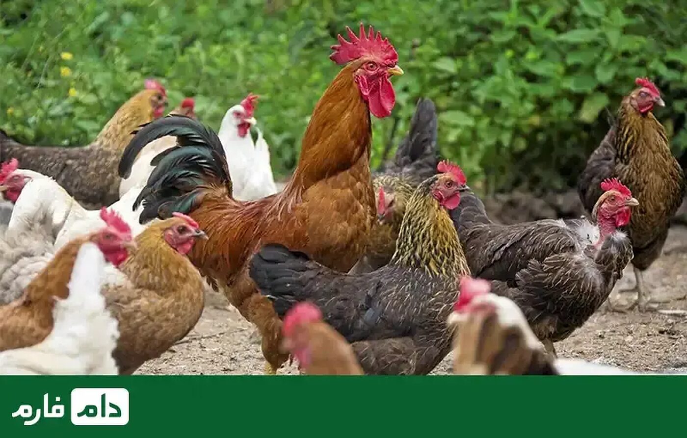 پرورش_طیور_:_چگونه_به_سود_بالایی_دست_یابیم؟