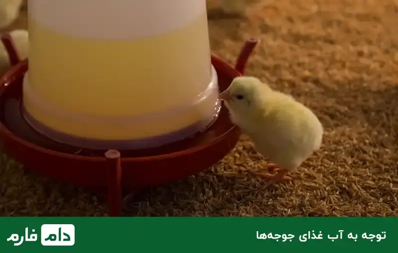 keeping-one-day-old-chicks