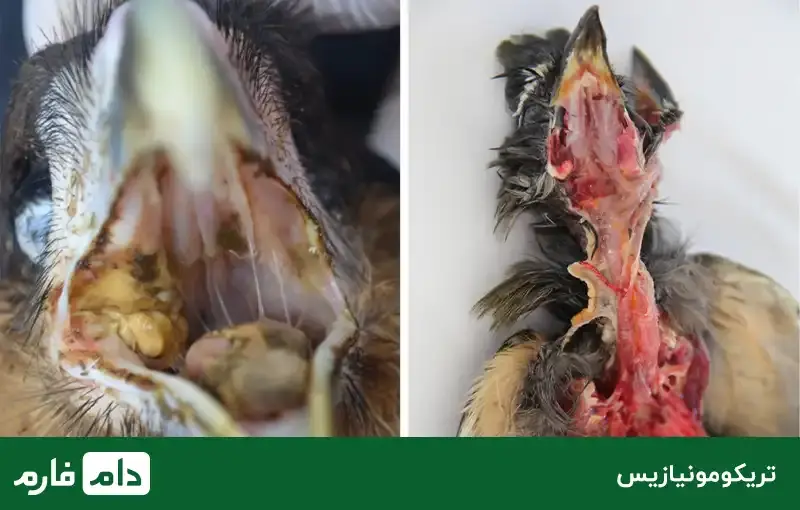 pigeon-diseases
