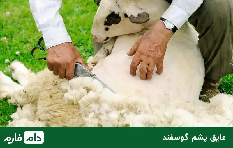 What-is-the-price-of-sheep-determined