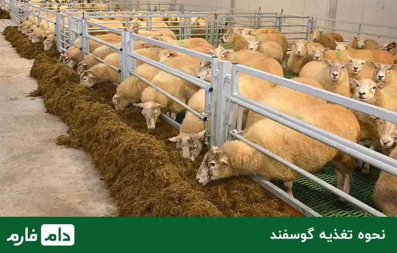 What-is-the-price-of-sheep-determined