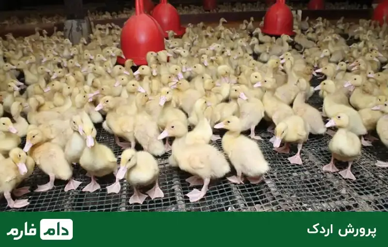 manage-the-breeding-of-different-poultry