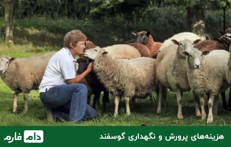 What-is-the-price-of-sheep-determined