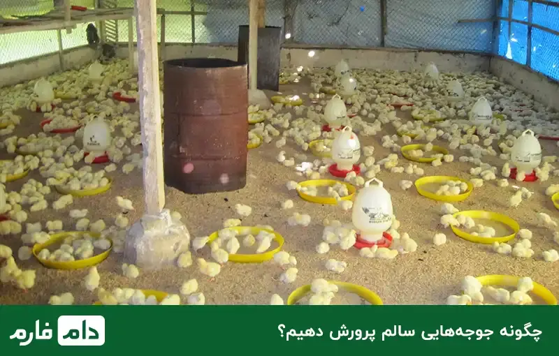 keeping-one-day-old-chicks