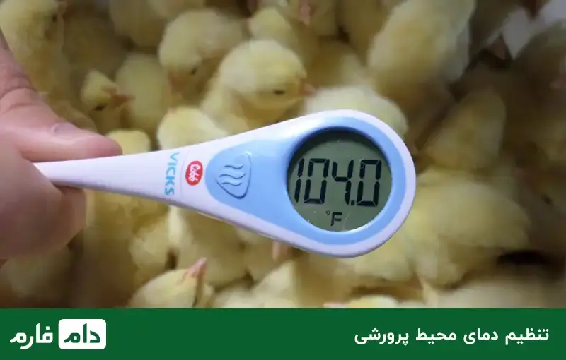 keeping-one-day-old-chicks