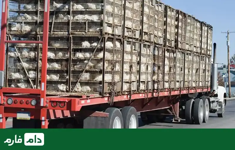 the-most-essential-poultry-equipment