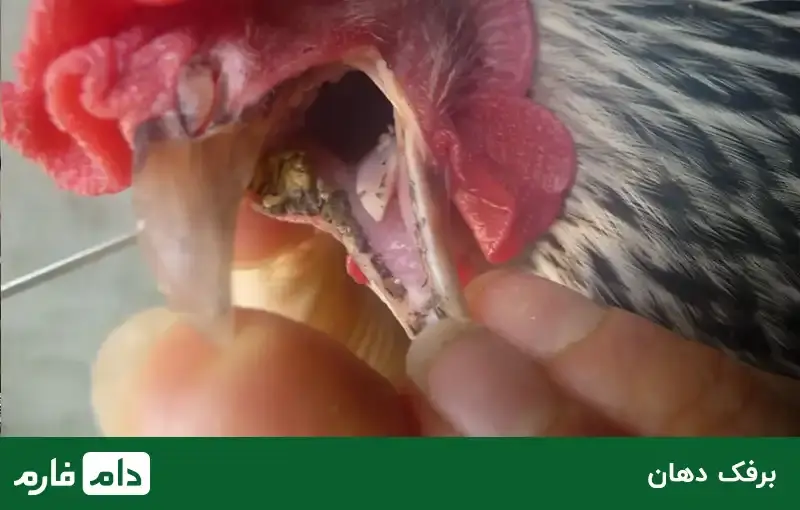 pigeon-diseases