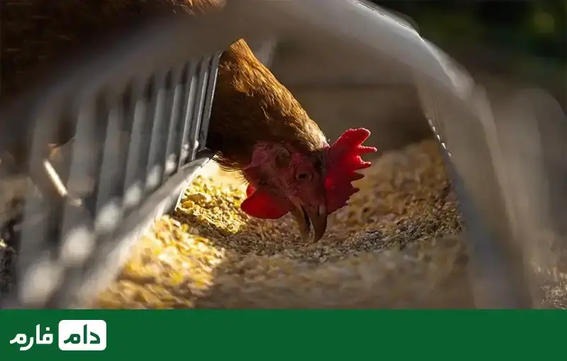 the-most-essential-poultry-equipment