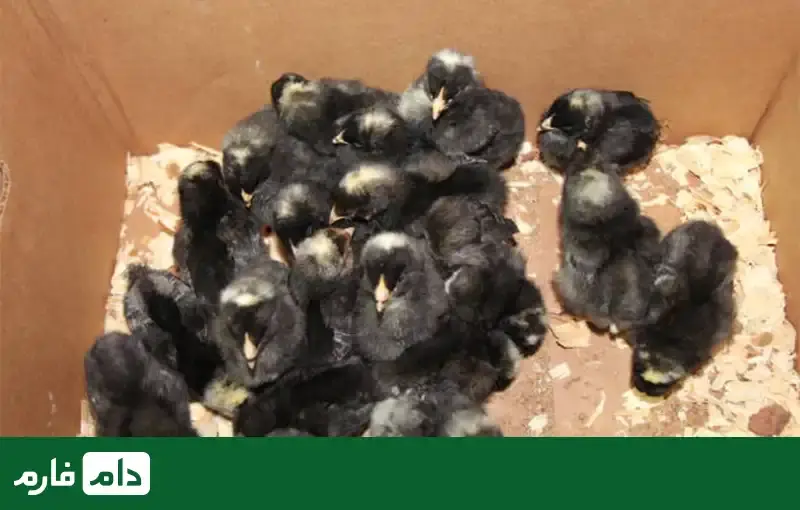 plymouth-rock-breed-chickens