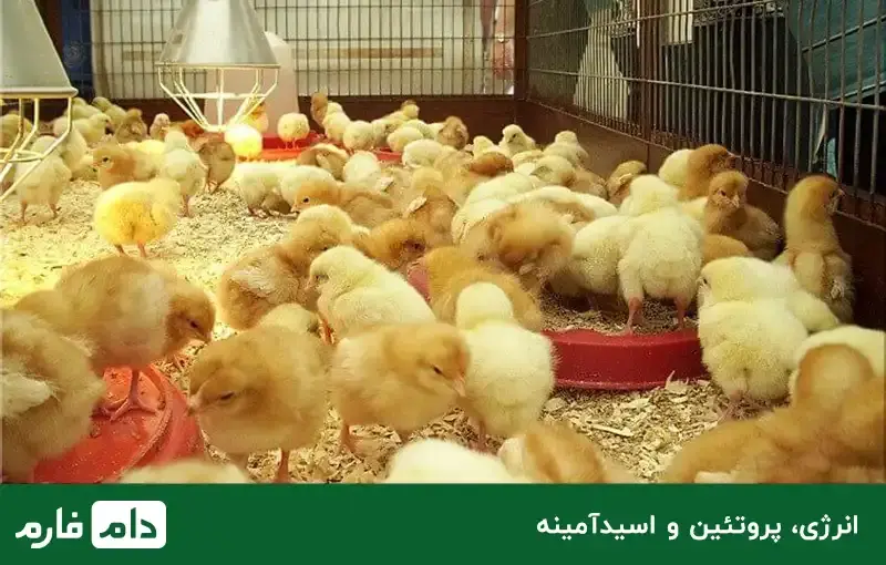 breeding-broiler-breed-ross