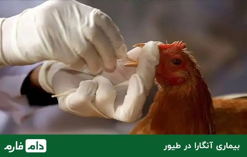 the-most-common-poultry-diseases