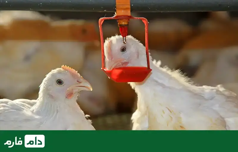 the-most-essential-poultry-equipment