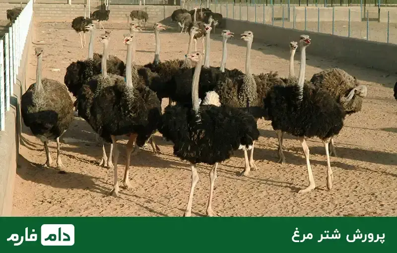 manage-the-breeding-of-different-poultry