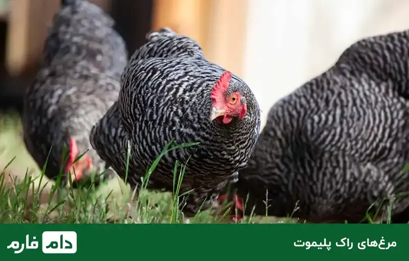 plymouth-rock-breed-chickens