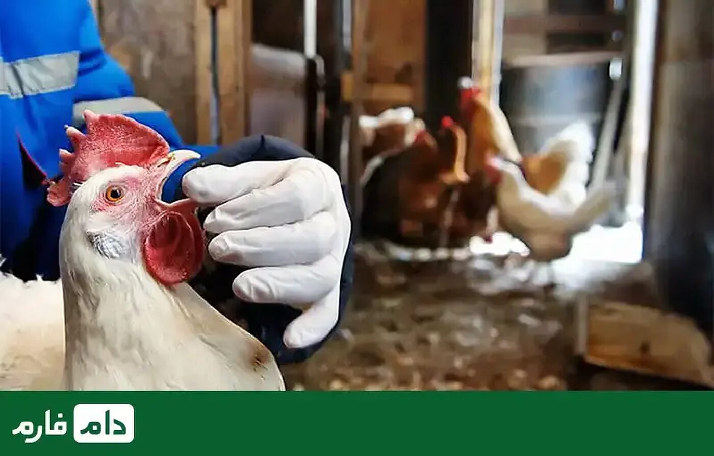 آنتی_بیوتیک_طیور؛_تاثیر_و_کاربرد_بهترین_آنتی_بیوتیک_های_طیور
