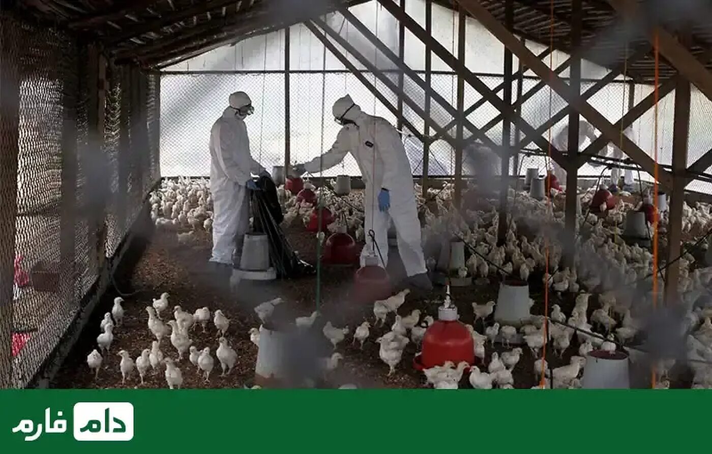 بیماری_های_طیور؛_رایج‌ترین_بیماری_های_طیور_و_نحوه_مدیریت_آنها