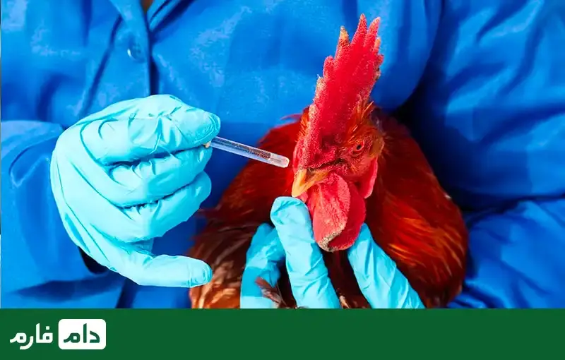 the-most-essential-poultry-equipment