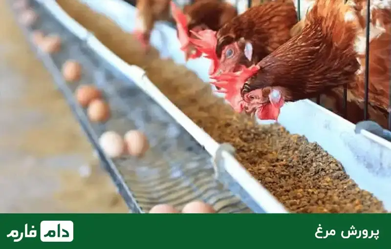 manage-the-breeding-of-different-poultry