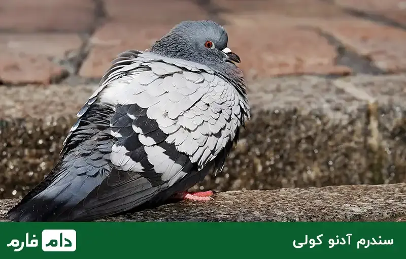 pigeon-diseases