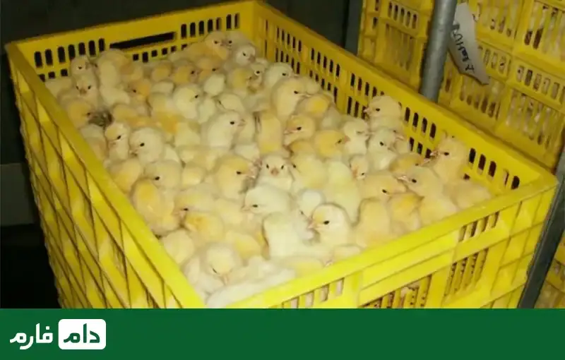 breeding-broiler-breed-ross