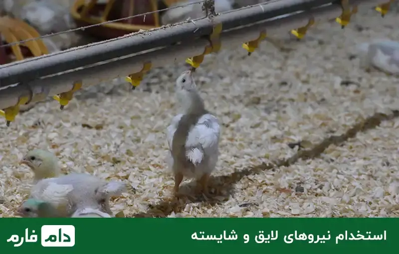 setting-up-a-poultry-farm