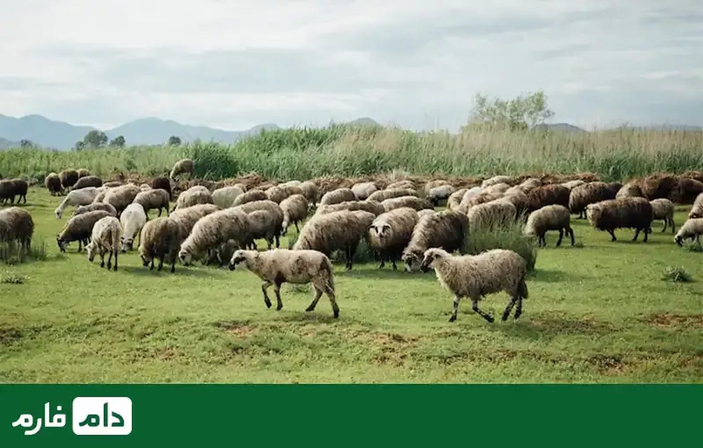 غذای_گوسفند_باید_شامل_چه_موادی_باشد؟