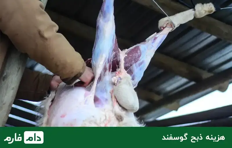 What-is-the-price-of-sheep-determined