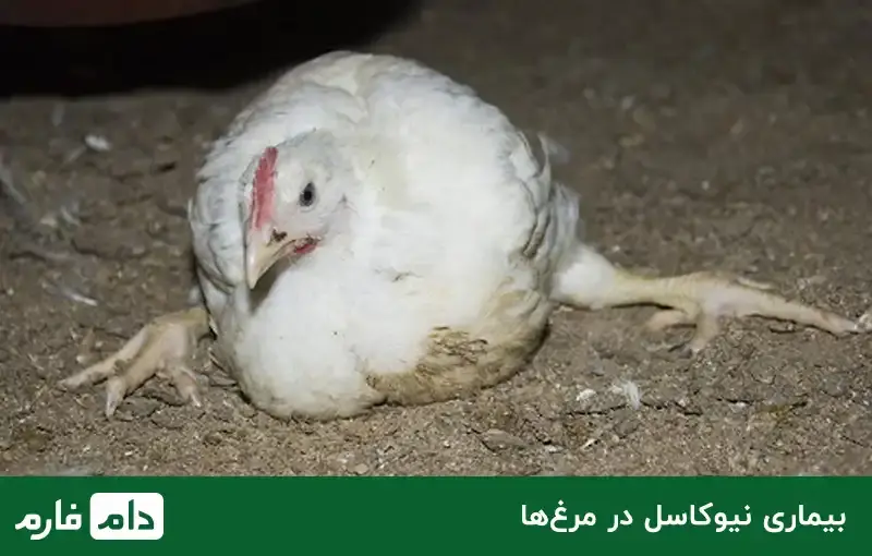 the-most-common-poultry-diseases