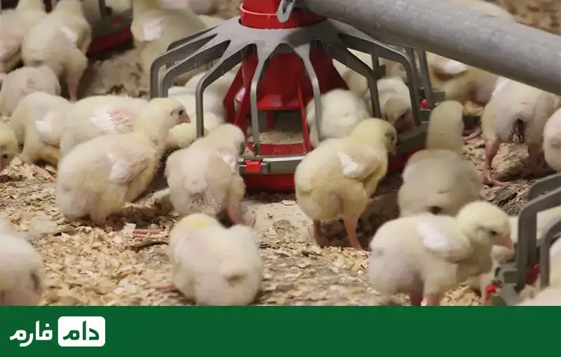 the-most-essential-poultry-equipment