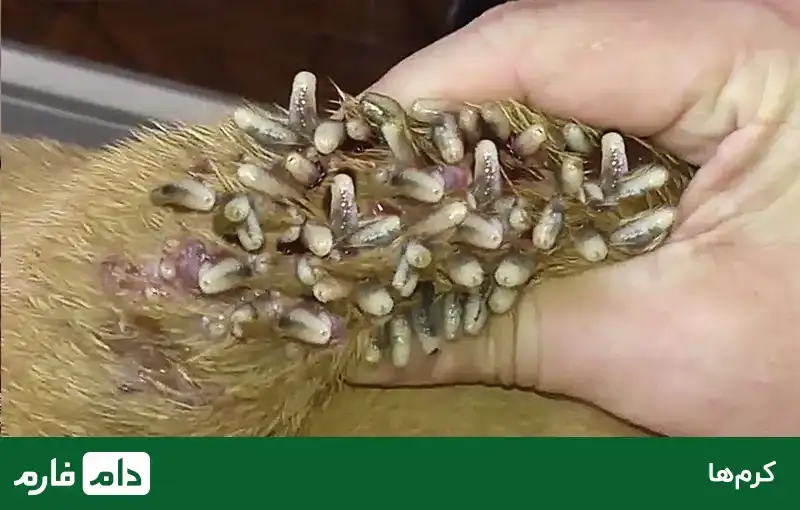 pigeon-diseases