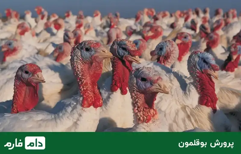 manage-the-breeding-of-different-poultry