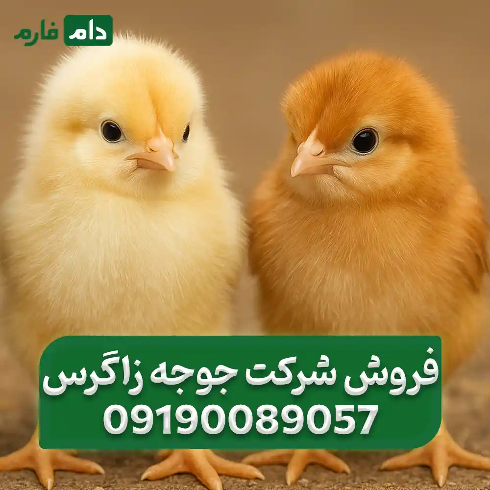 فروش_شرکت_جوجه_زاگرس_۰۹۱۹۰۰۸۹۰۵۷
