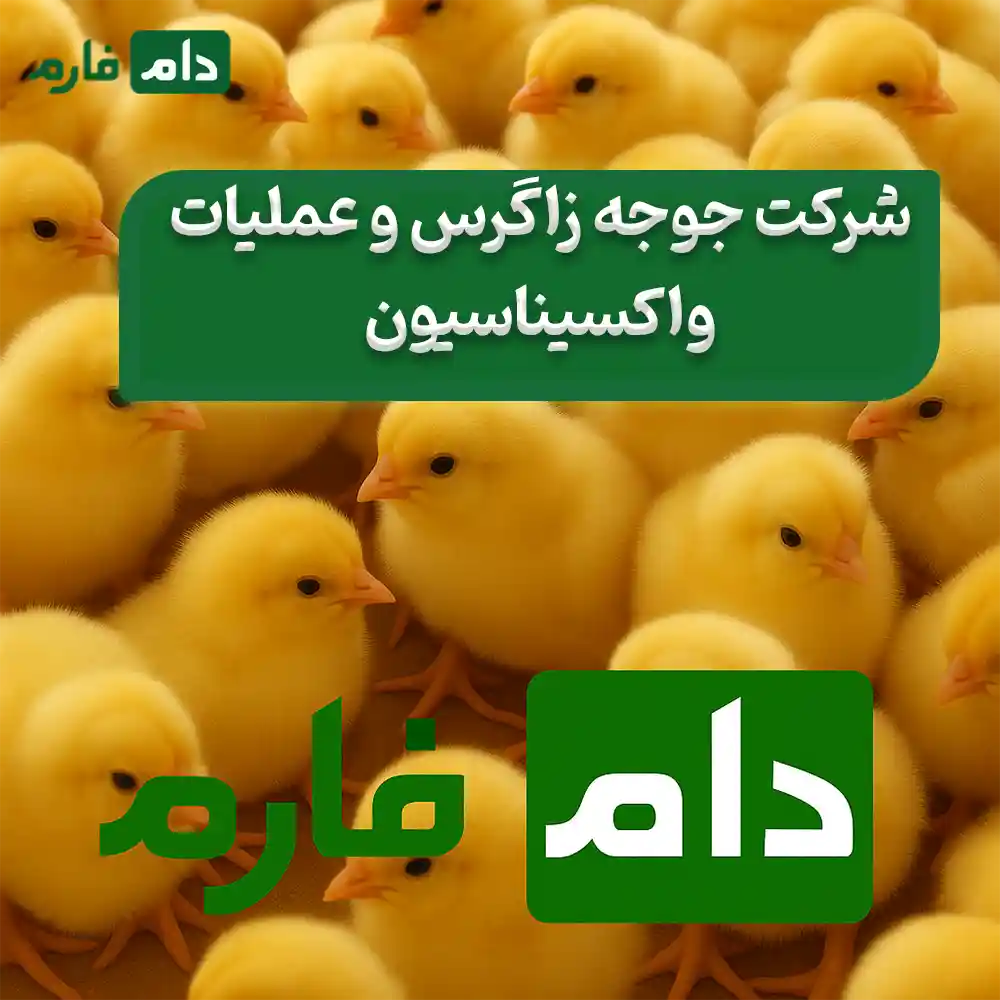 Zagros-Chicken-Company-Sales--09198345962-9117583323