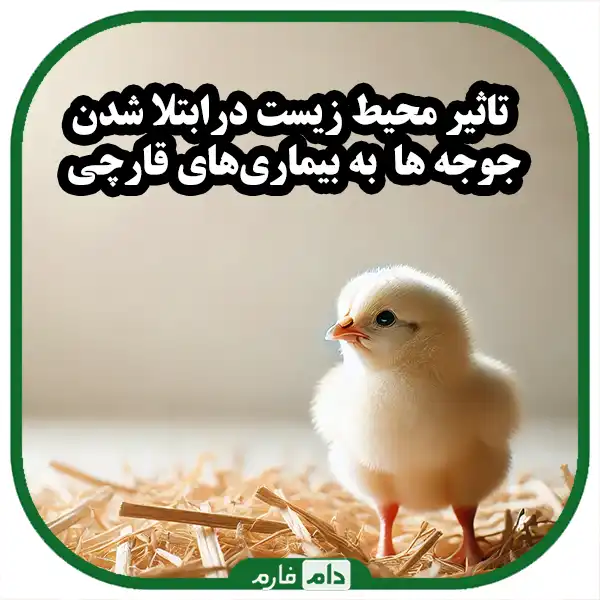 Prevention-of-fungal-diseases-in-day-old-chickens