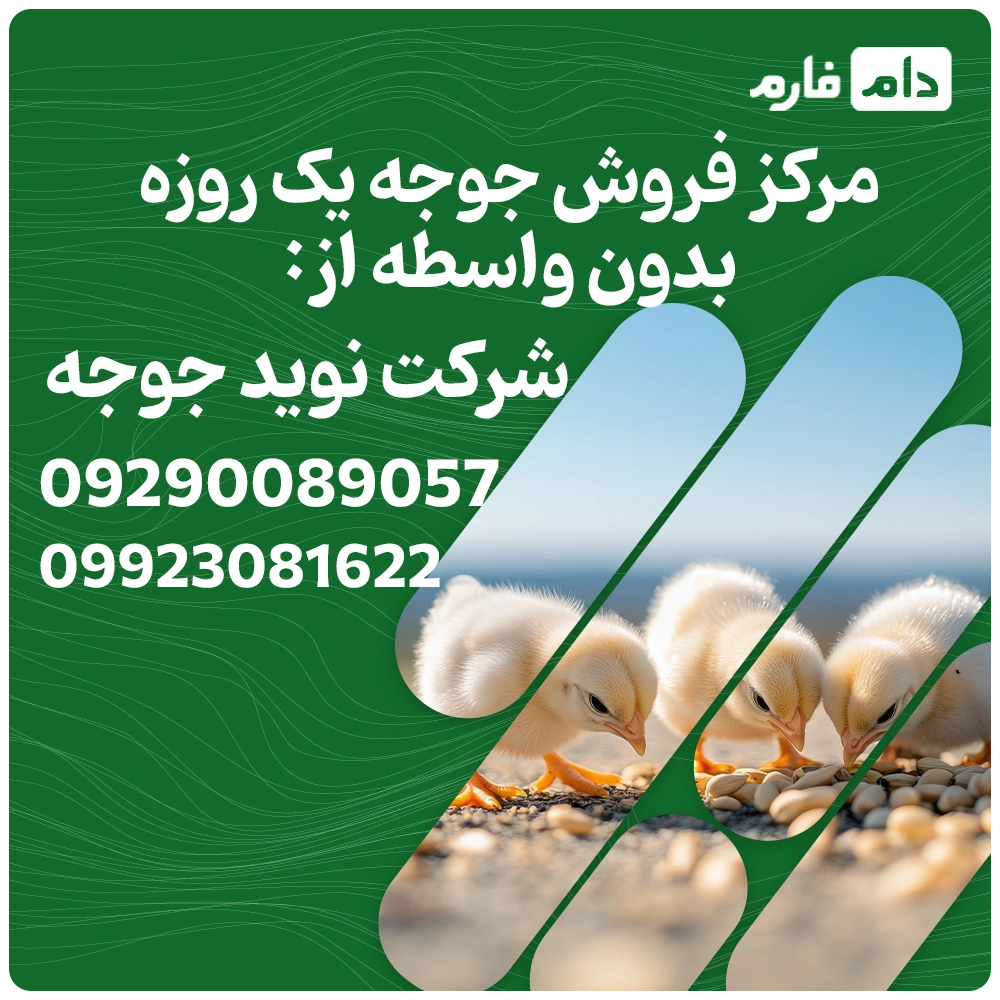 مرکز_فروش_جوجه_یک_روزه_شرکت_نوید_جوجه_گیلان_09190089057___