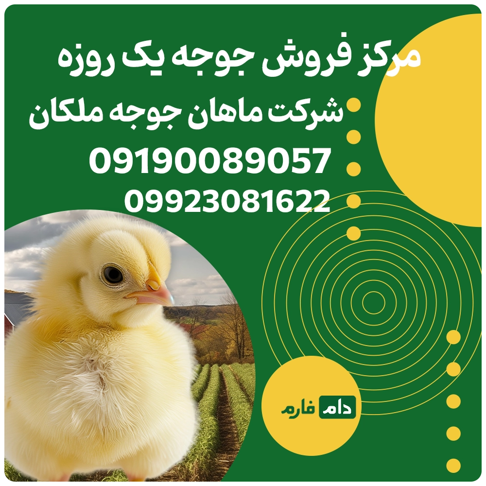 مرکز_فروش_جوجه_یک_روزه_شرکت_ماهان_جوجه_ملکان_00190089057