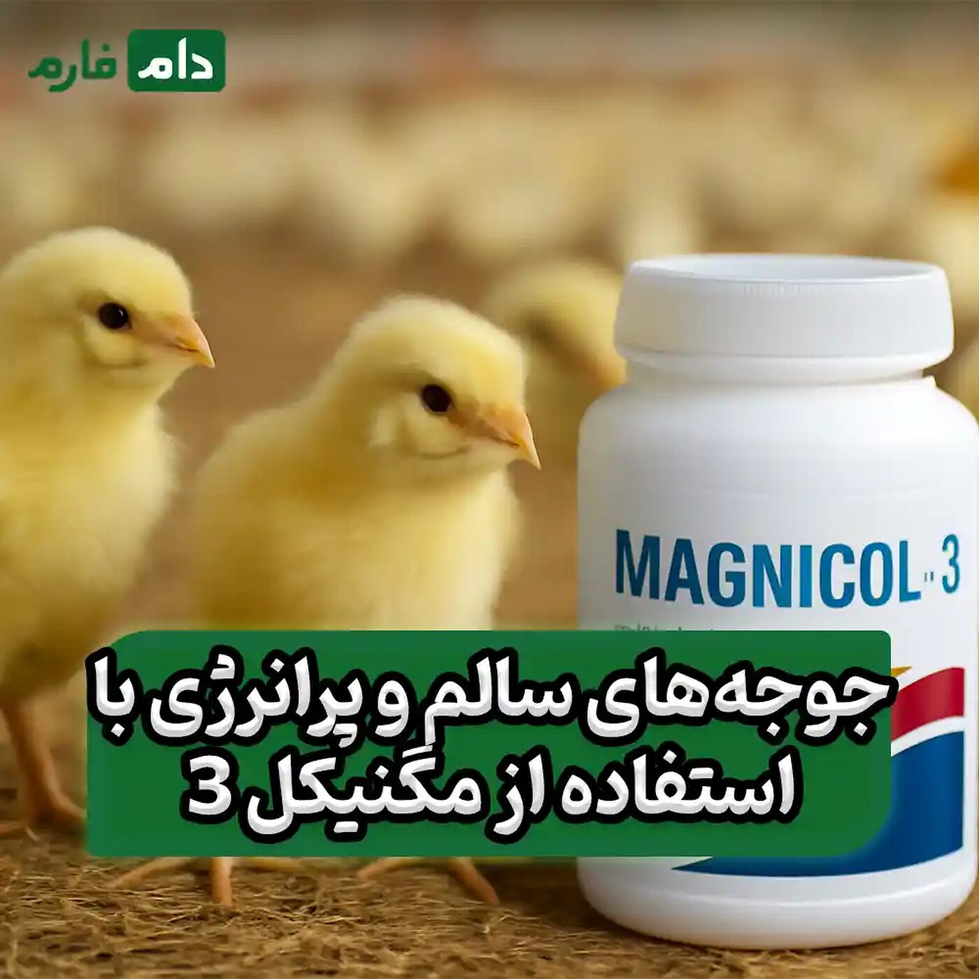 مگنیکل_3_به_عنوان_الکترولیت_برای_جوجه_تازه_حمل‌شده