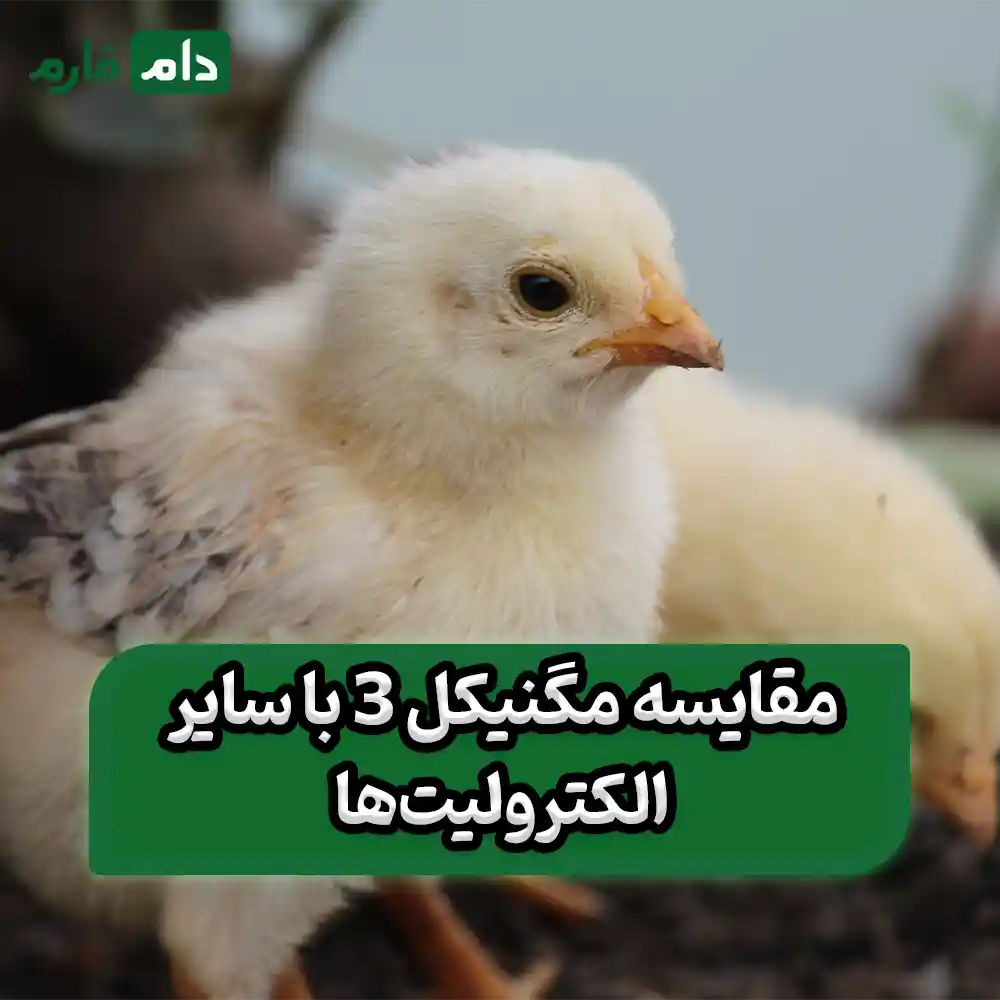 Magnicol-3-as-electrolyte-for-newly-delivered-chicks