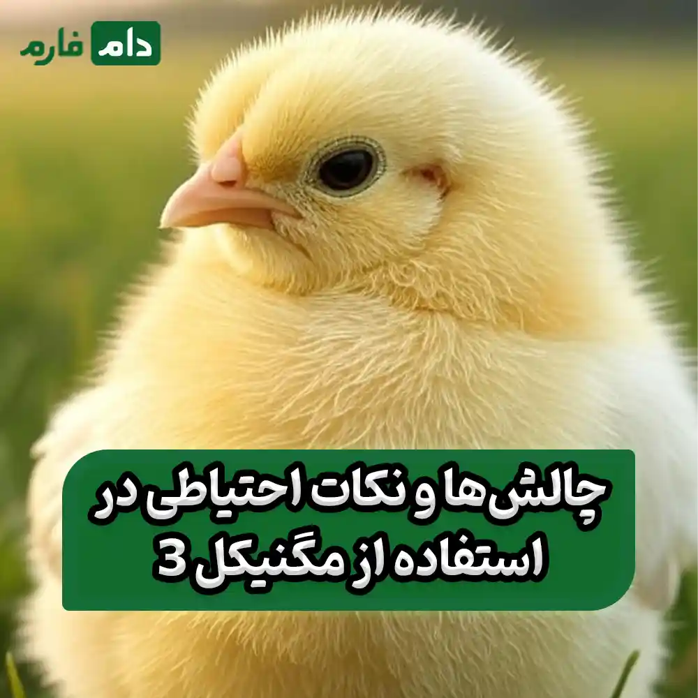 Magnicol-3-as-electrolyte-for-newly-delivered-chicks