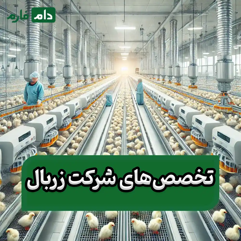 Buying-chicken-directly-from-Zarbal-company