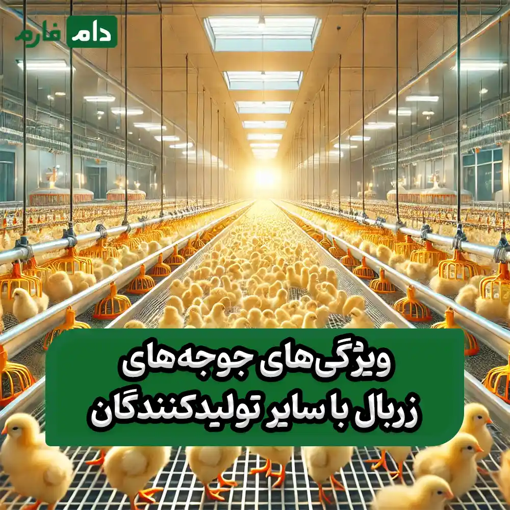 Buying-chicken-directly-from-Zarbal-company