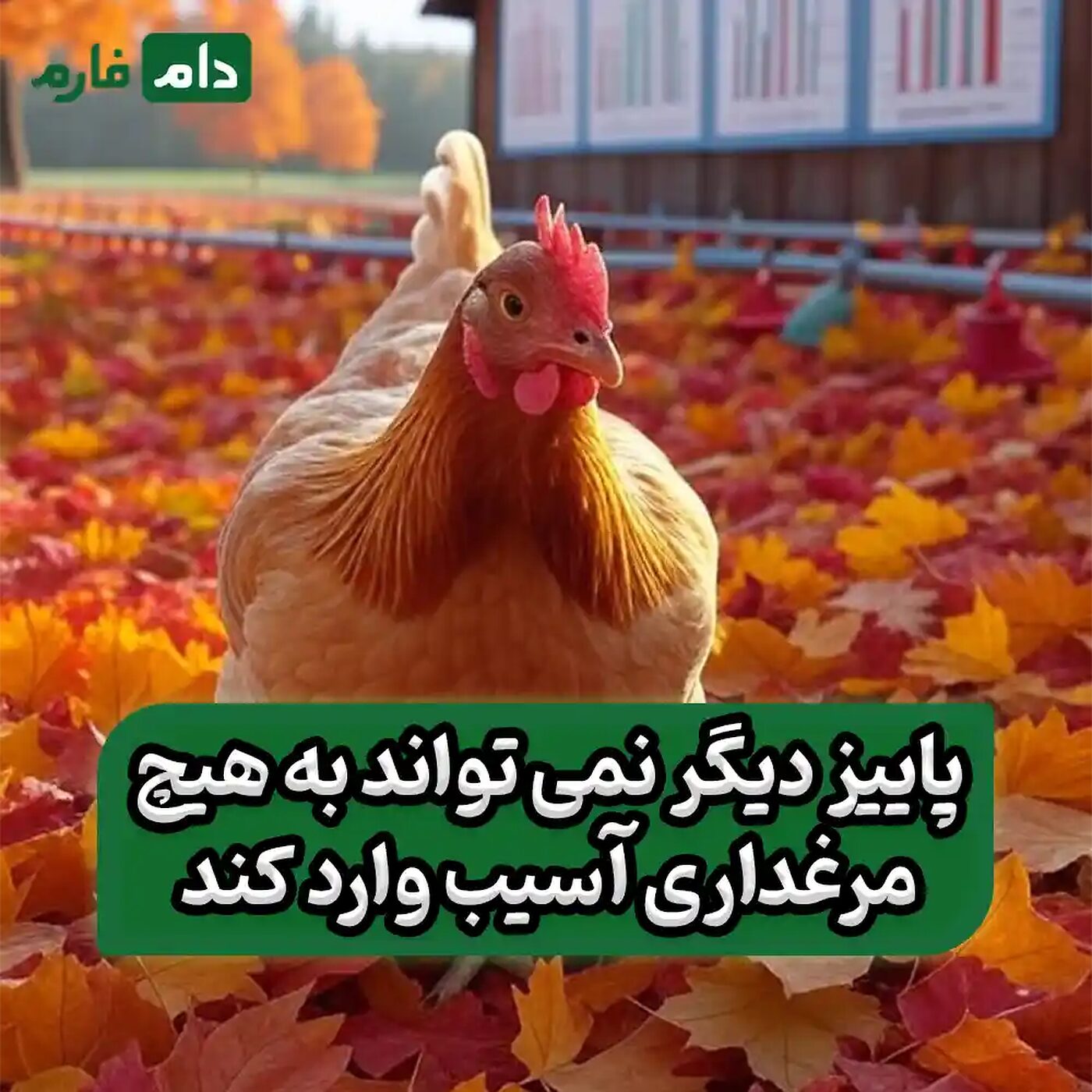 بیماری‌های_شایع_فصل_پاییز_که_هر_مرغدار_باید_از_آن_اطلاع_داشته_باشد