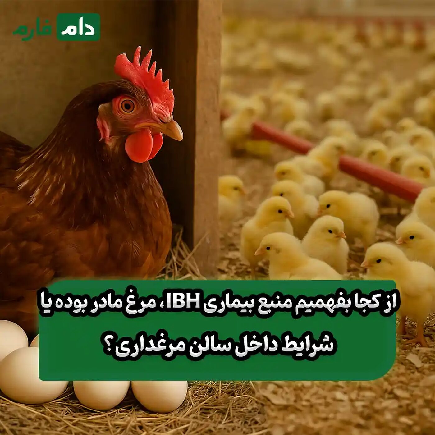 از_کجا_بفهمیم_IBH_از_مرغ_مادر_بوده_یا_از_داخل_مرغداری