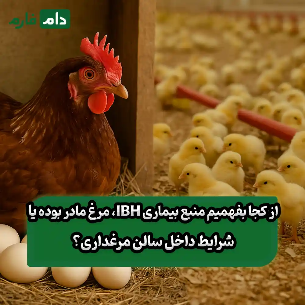 از_کجا_بفهمیم_IBH_از_مرغ_مادر_بوده_یا_از_داخل_مرغداری