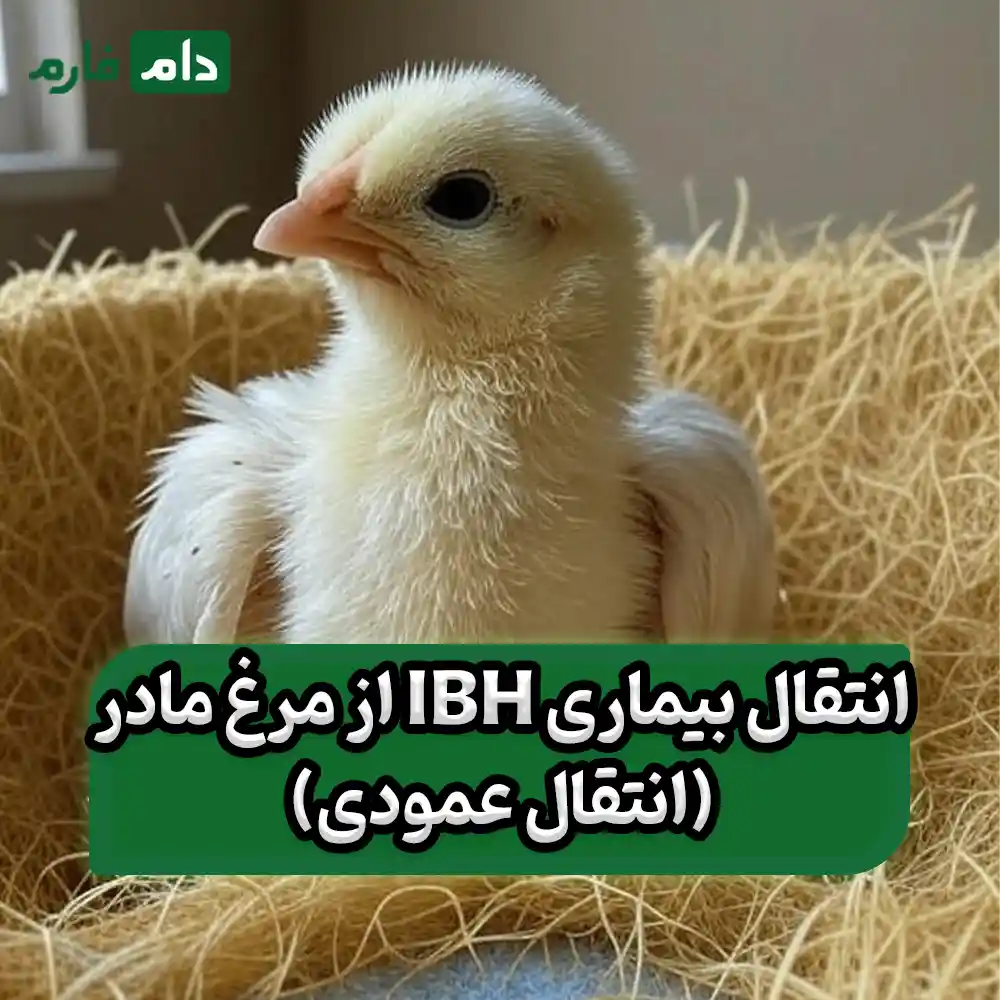 How-do-we-know-if-IBH-came-from-the-mother-hen-or-from-inside-the-poultry-house