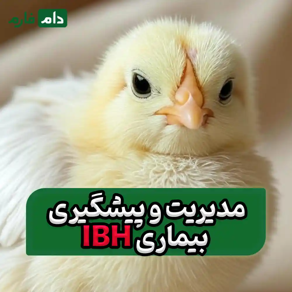 How-do-we-know-if-IBH-came-from-the-mother-hen-or-from-inside-the-poultry-house