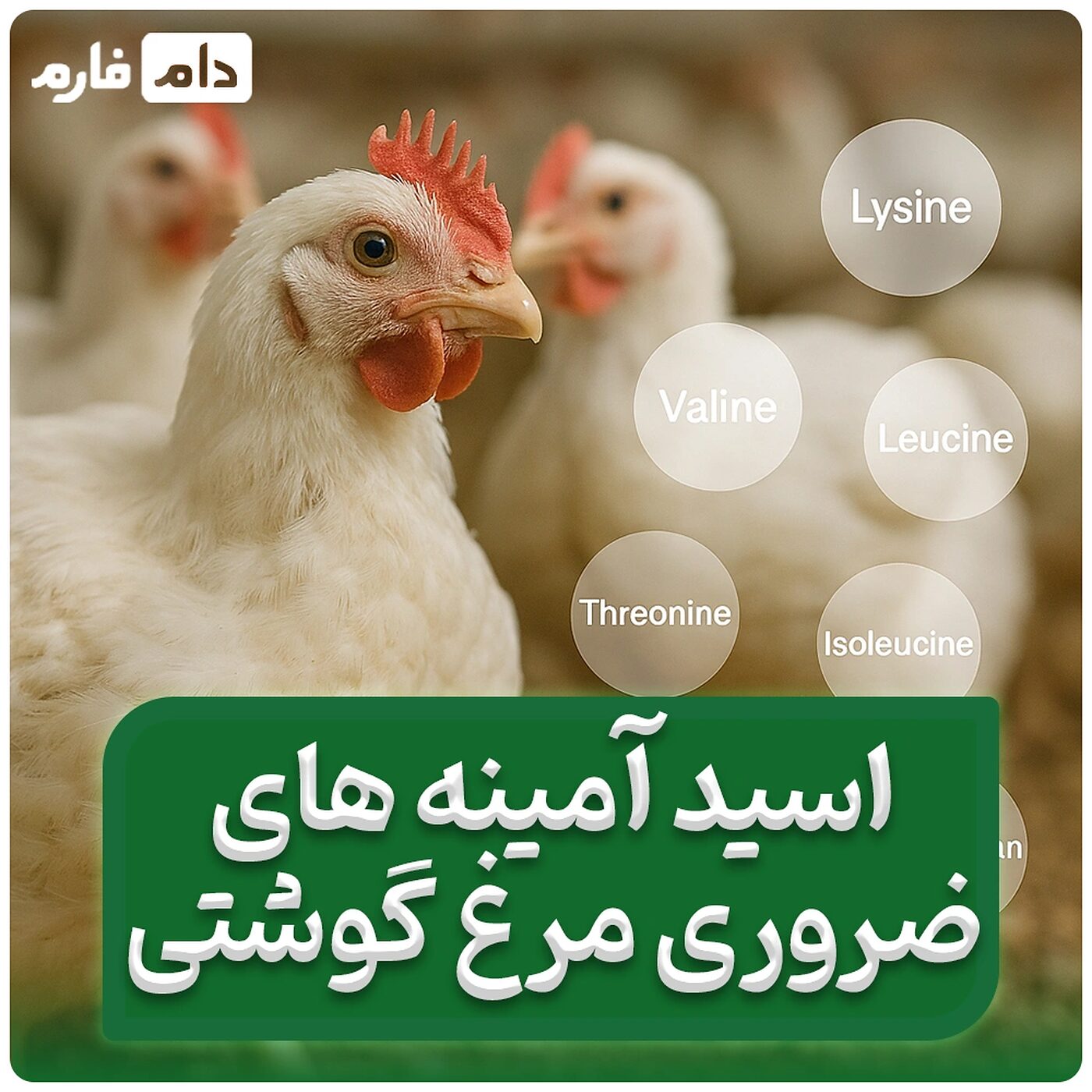 اسیدهای_آمینه_ضروری_در_تغذیه_مرغ_گوشتی:_نقش،_نیاز_و_مدیریت_بهینه