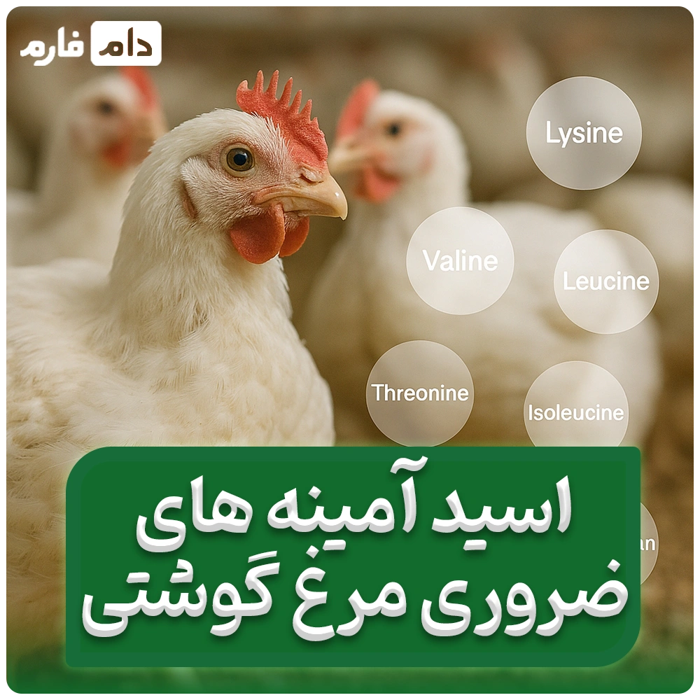 اسیدهای_آمینه_ضروری_در_تغذیه_مرغ_گوشتی:_نقش،_نیاز_و_مدیریت_بهینه