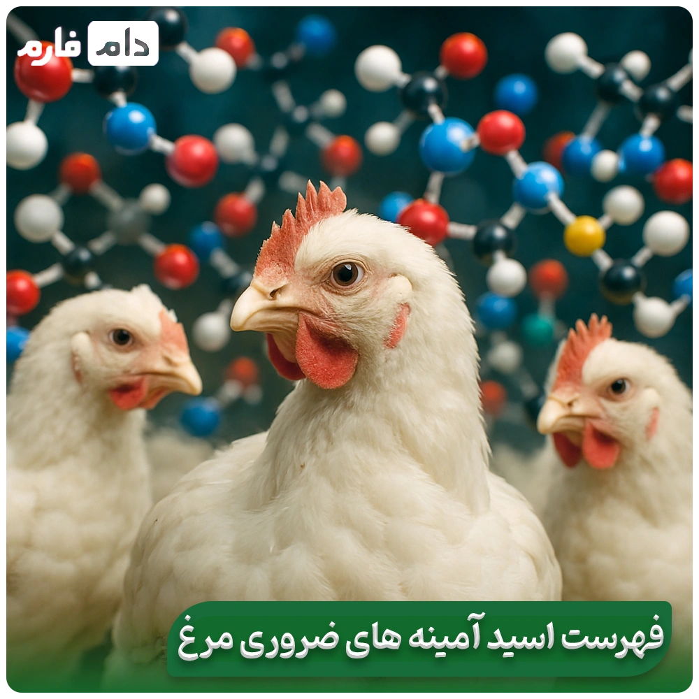Essential-amino-acids-in-broiler-nutritionrole-requirement-and-optimal-management