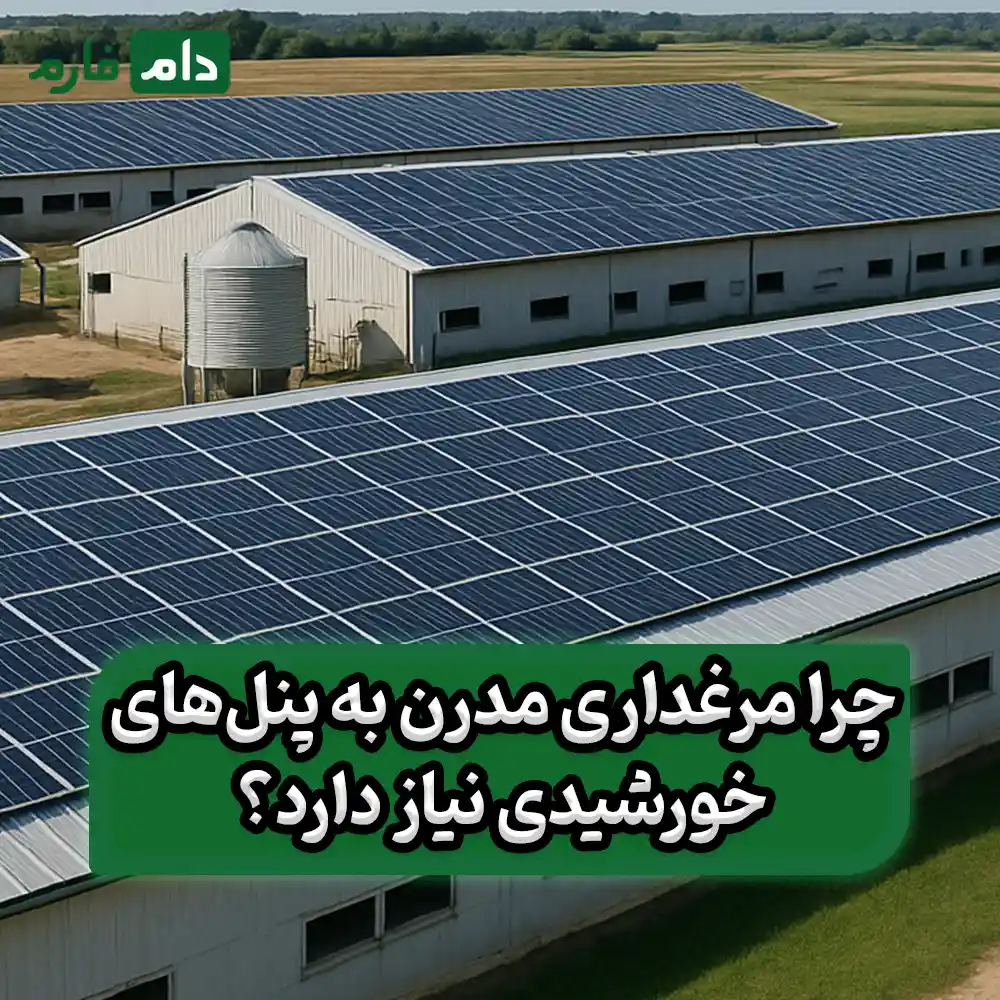 چگونه_پنل‌های_خورشیدی_مرغداری‌ها_را_متحول_می‌کنند